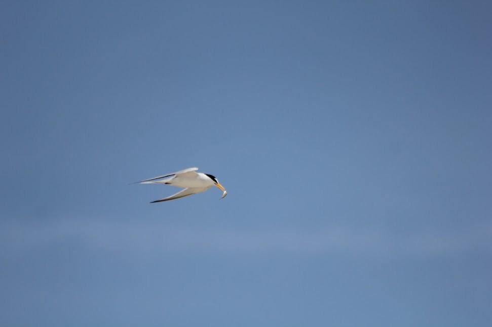 Least Tern - ML634313984