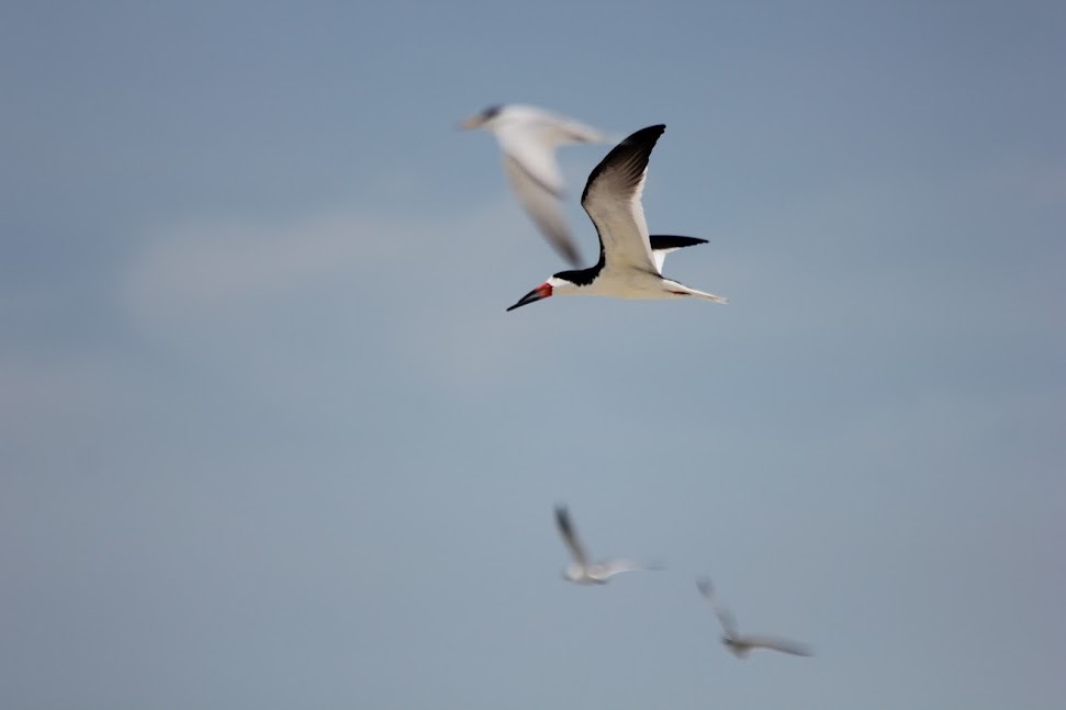 Black Skimmer - ML634314028