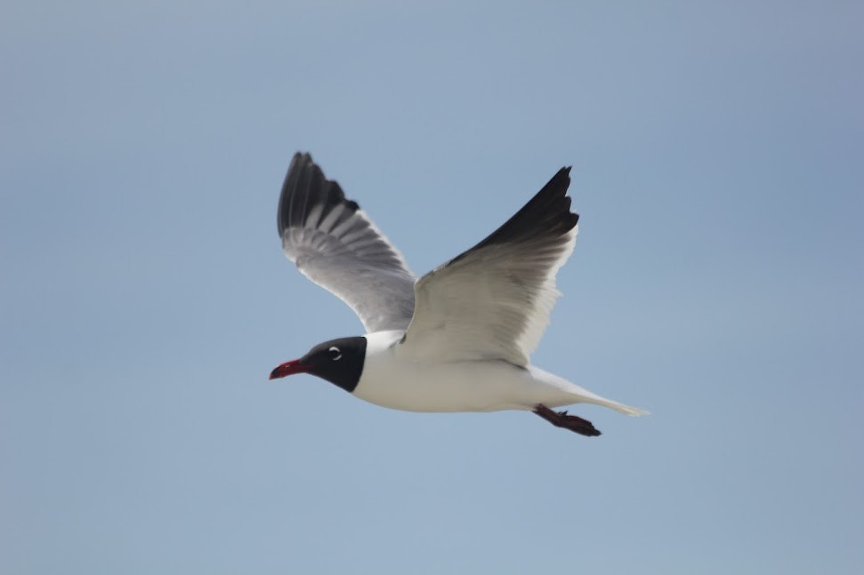Laughing Gull - ML634314076