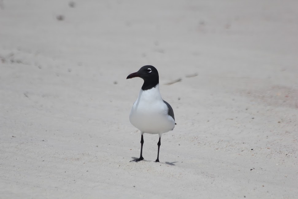 Laughing Gull - ML634314079