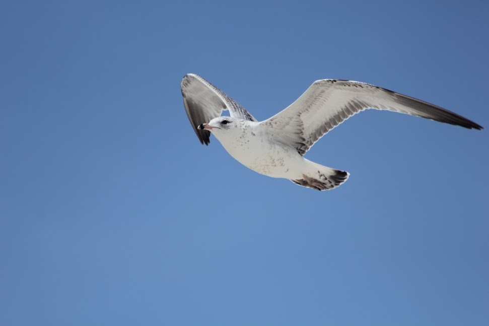 Ring-billed Gull - ML634314091