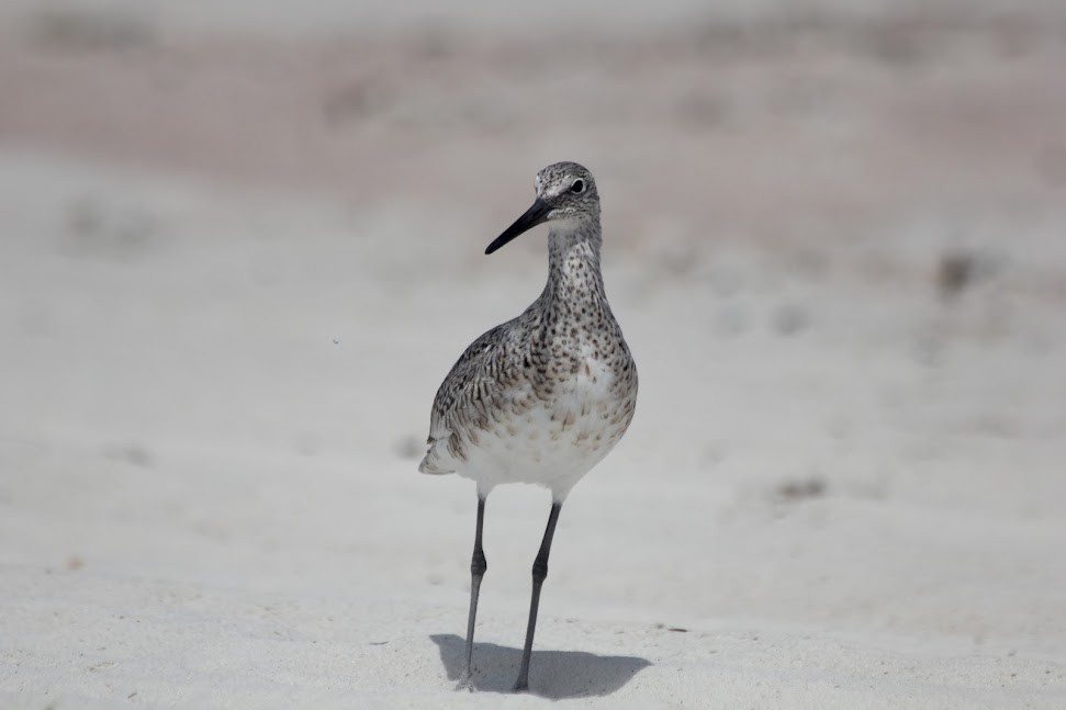 Willet - ML634314096