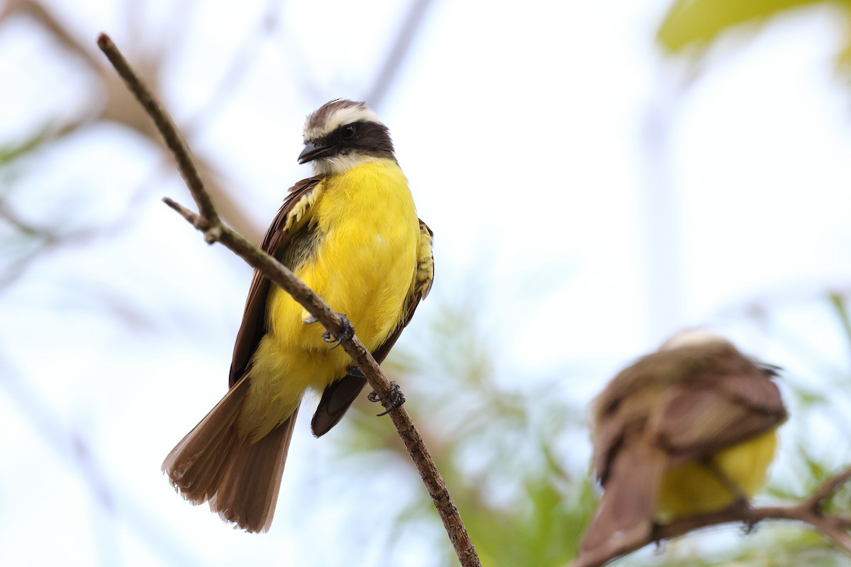 Social Flycatcher - ML634314106