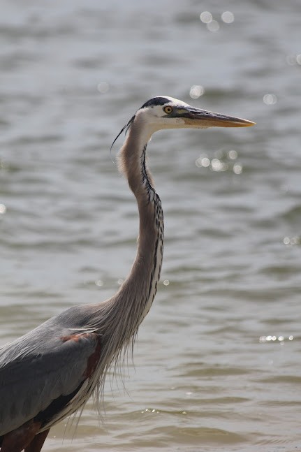 Great Blue Heron - ML634314115