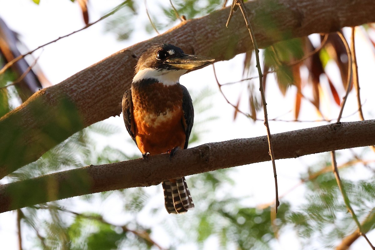 Ringed Kingfisher - ML634314126