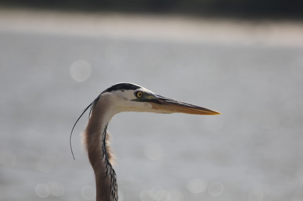 Great Blue Heron - ML634314139