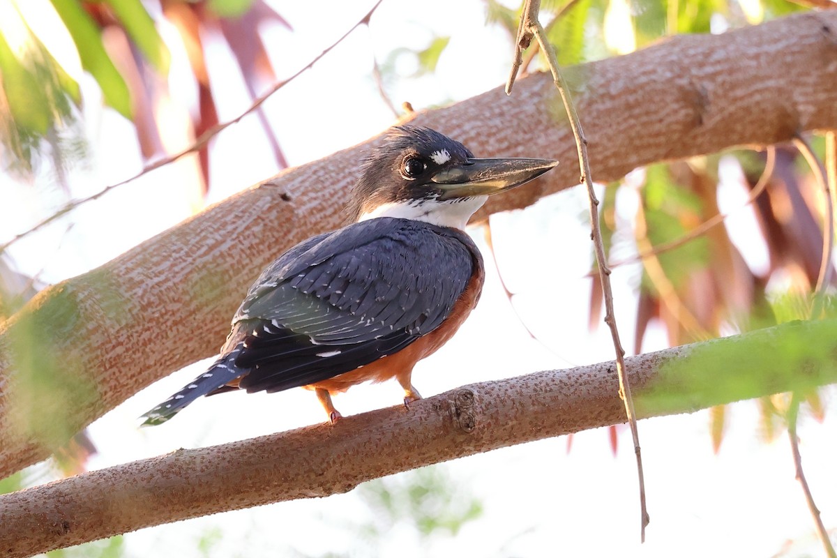 Ringed Kingfisher - ML634314145