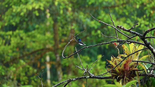 White-necked Jacobin - ML634314194