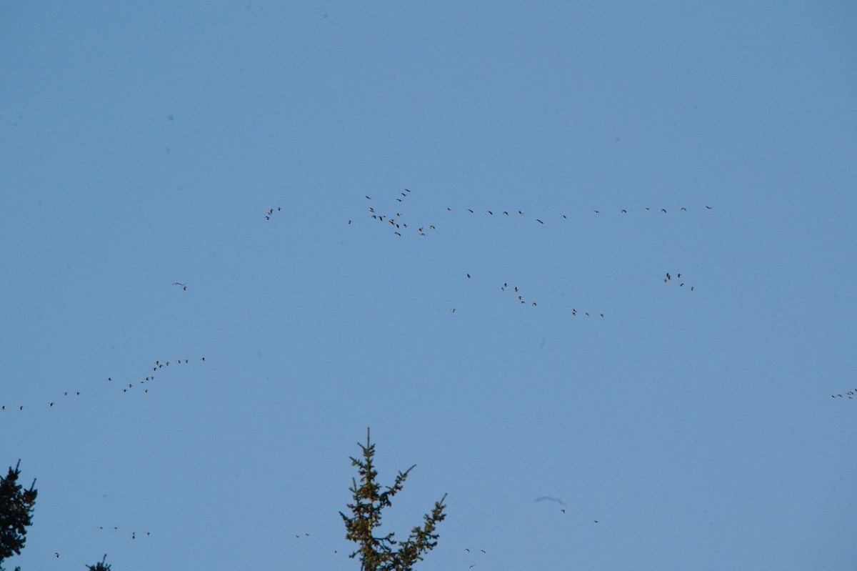 Greater White-fronted Goose - ML634314217