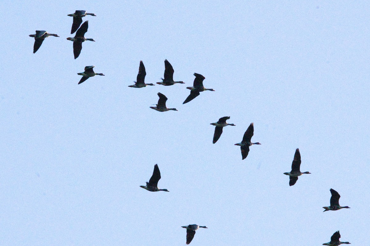 Greater White-fronted Goose - ML634314230