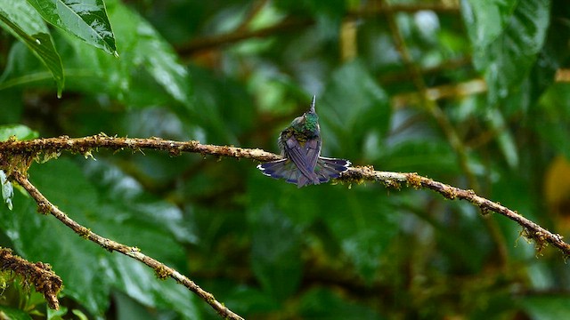 White-necked Jacobin - ML634314290