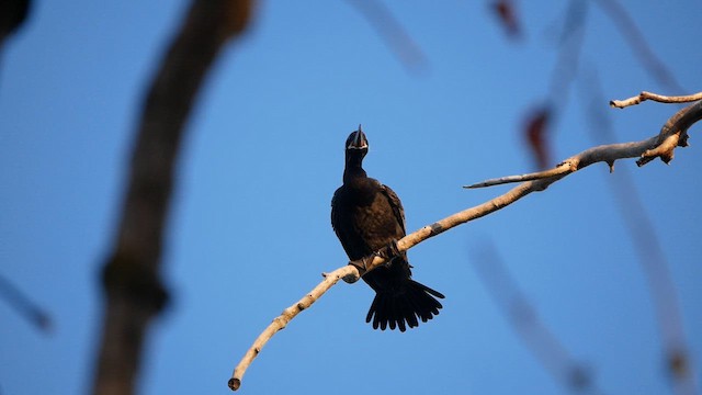 Neotropic Cormorant - ML634314594