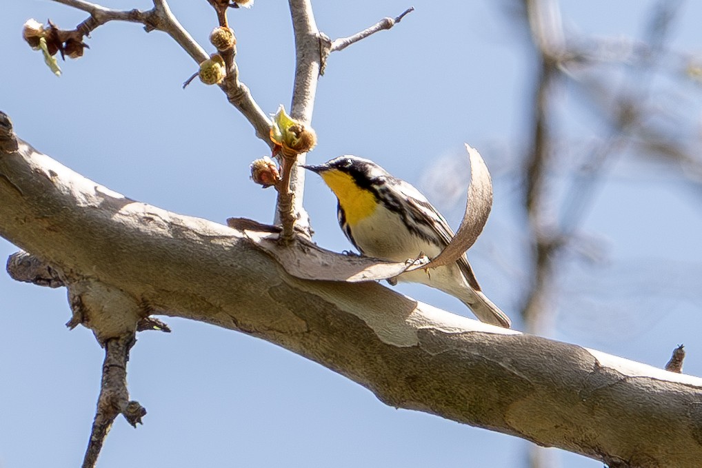 Yellow-throated Warbler - ML634315014