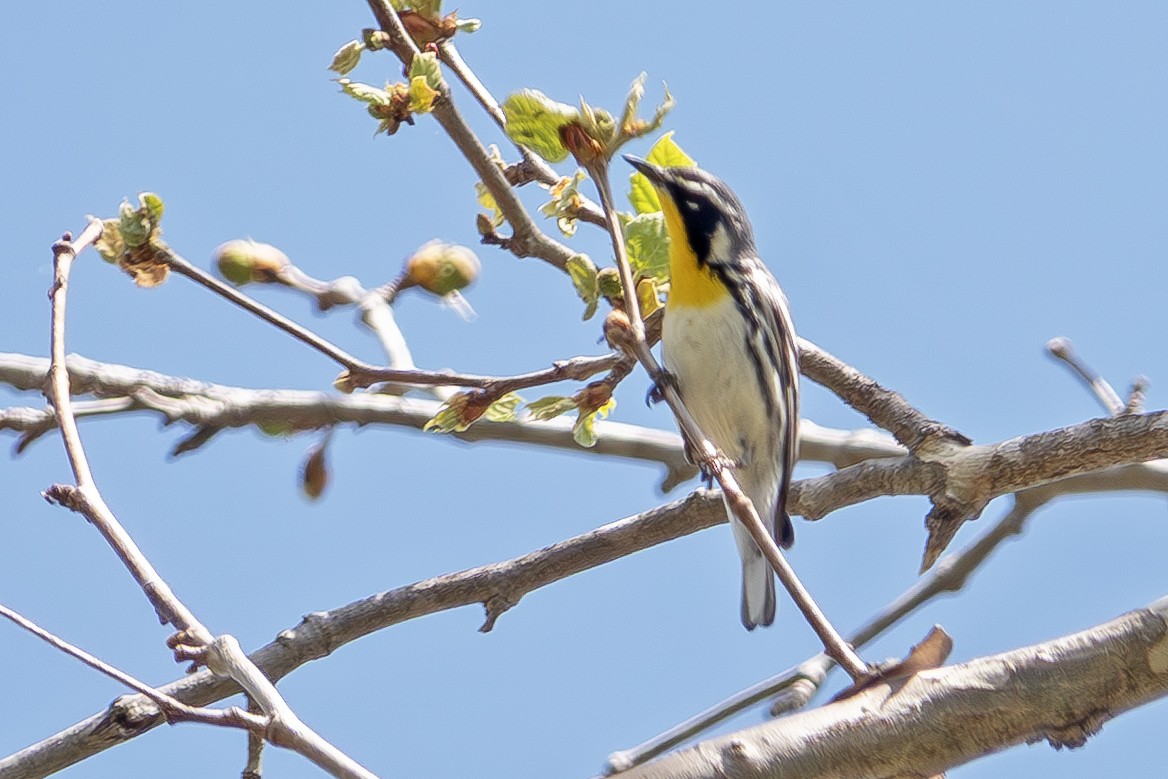 Yellow-throated Warbler - ML634315015