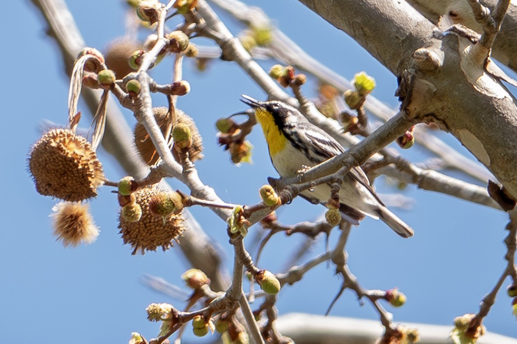 Yellow-throated Warbler - ML634315017