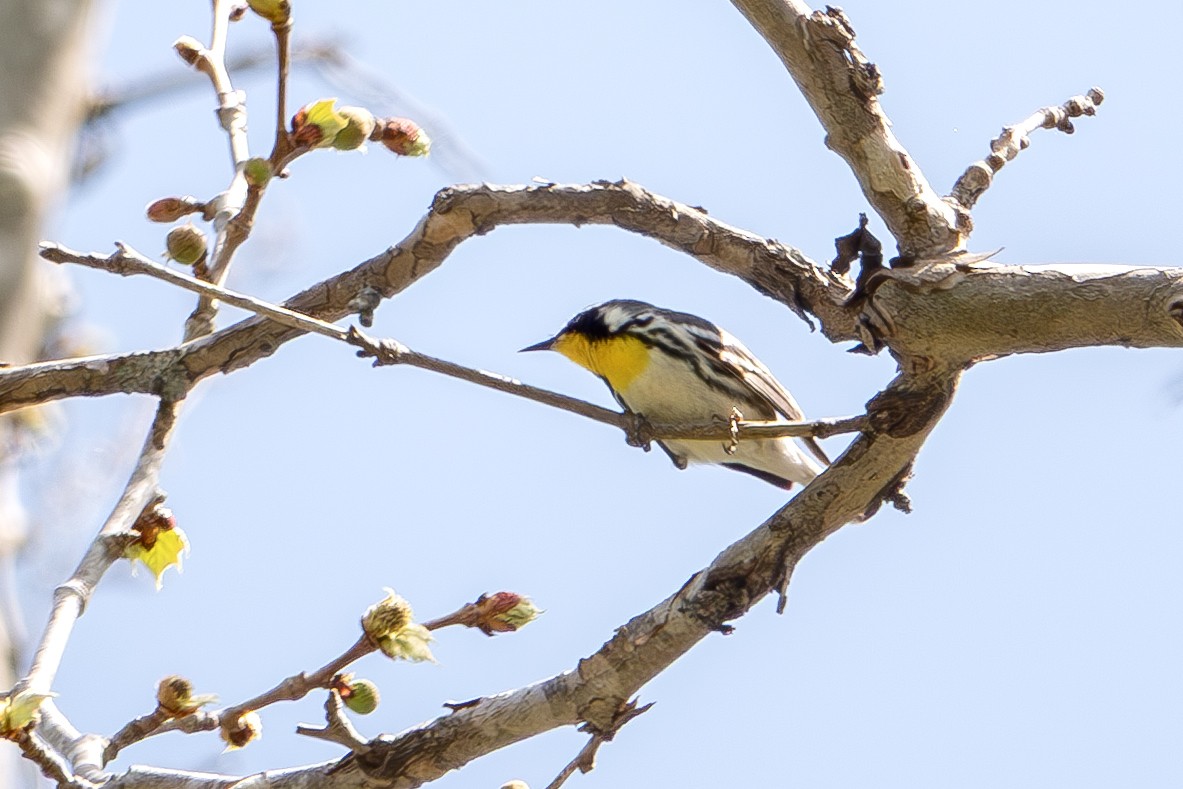 Yellow-throated Warbler - ML634315018