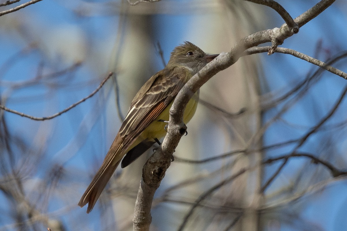 Great Crested Flycatcher - ML634315065
