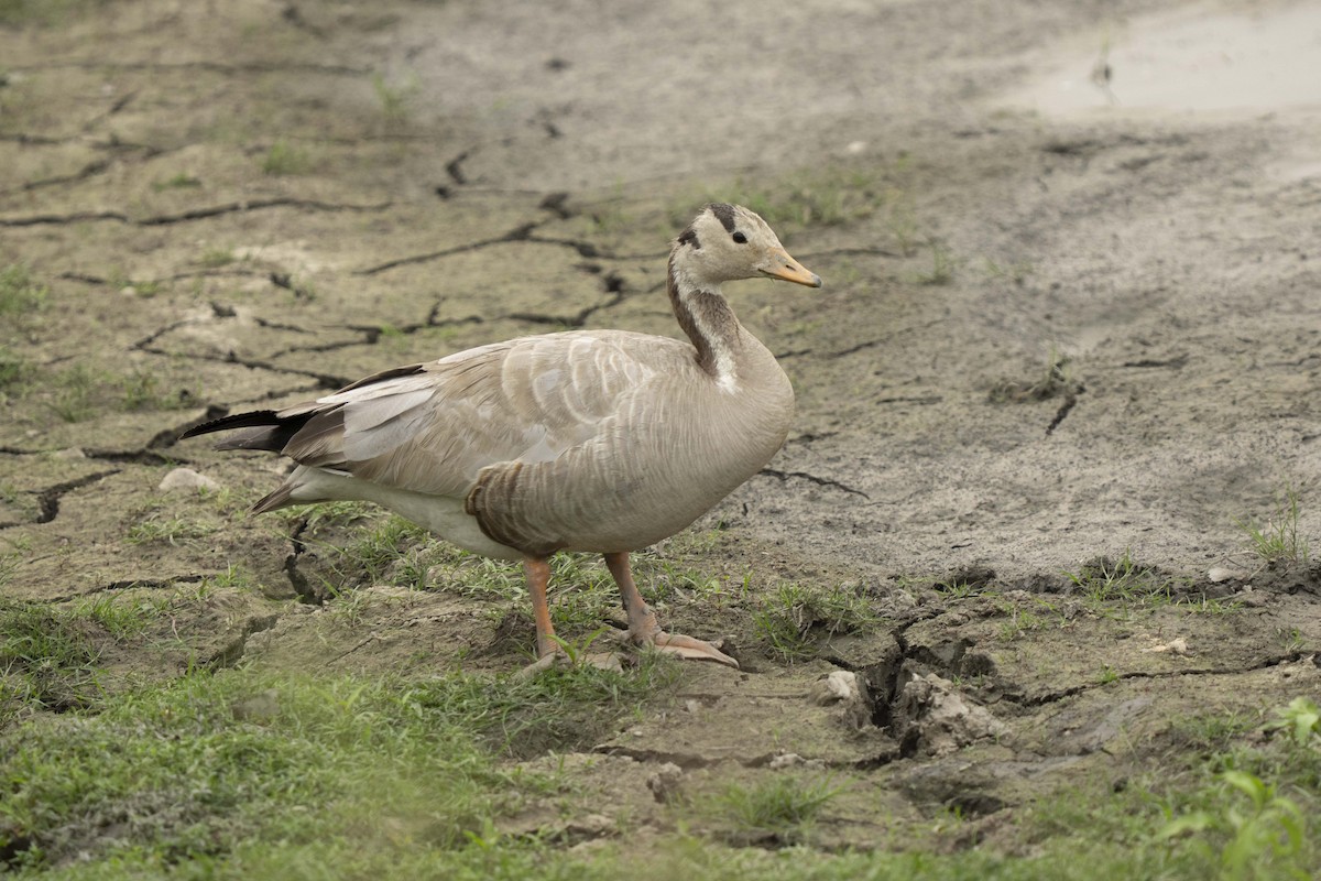 Bar-headed Goose - ML634315090