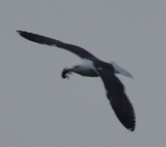 Lesser Black-backed Gull - ML634315161