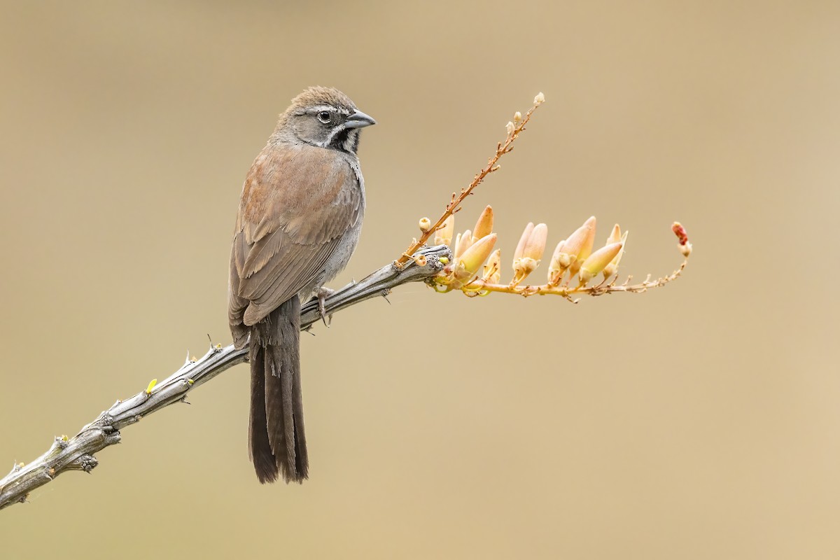 Five-striped Sparrow - ML634315202