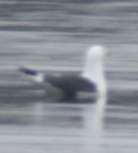 Lesser Black-backed Gull - ML634315213