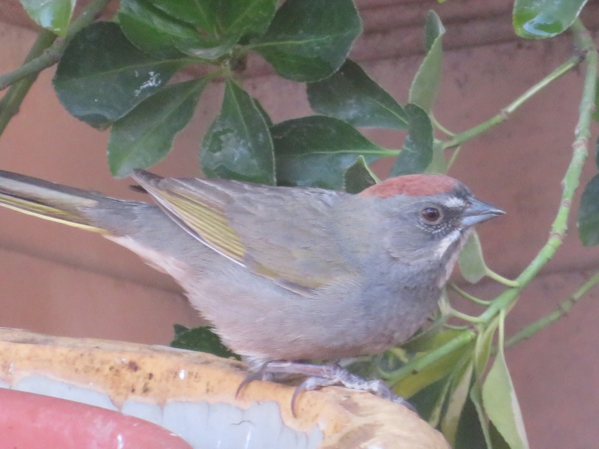 Green-tailed Towhee - ML634315271