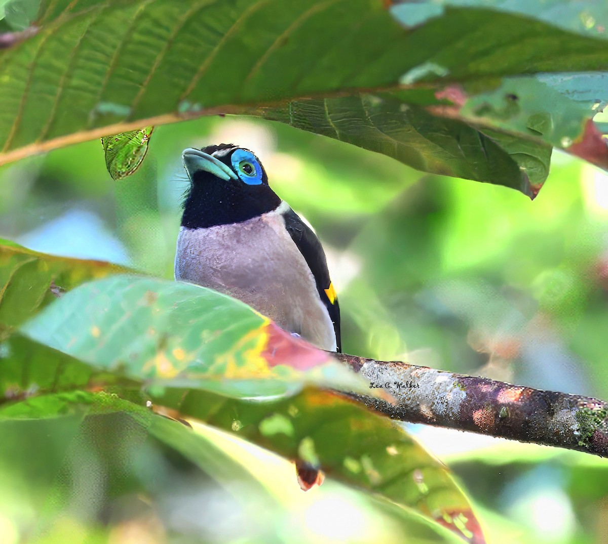 Wattled Broadbill - ML634315275
