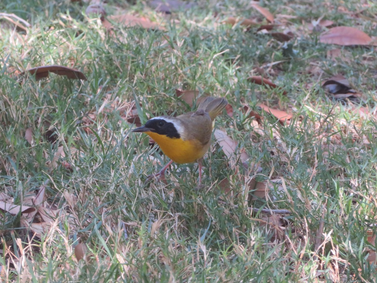 צהוב-גרון - ML634315306