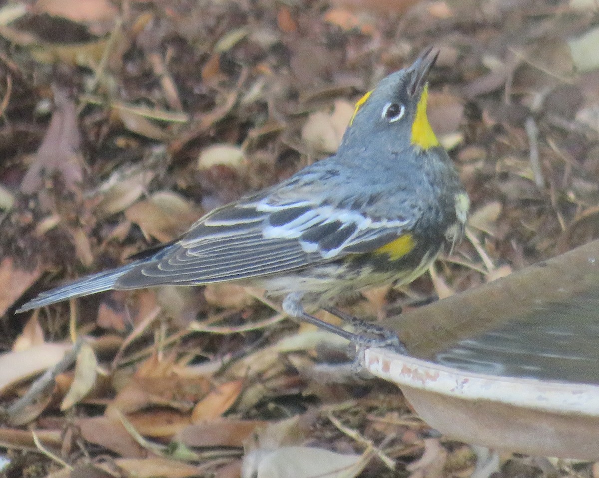 Yellow-rumped Warbler (Audubon's) - ML634315328