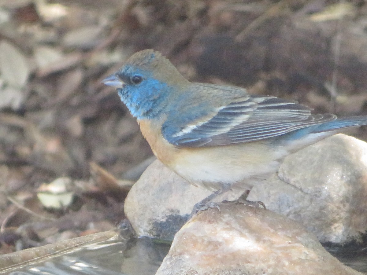 Lazuli Bunting - ML634315342