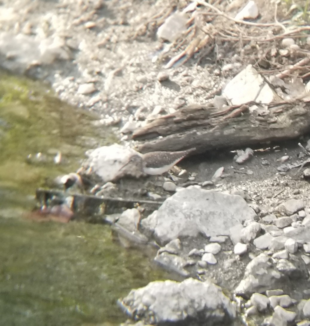 Solitary Sandpiper - ML634315373