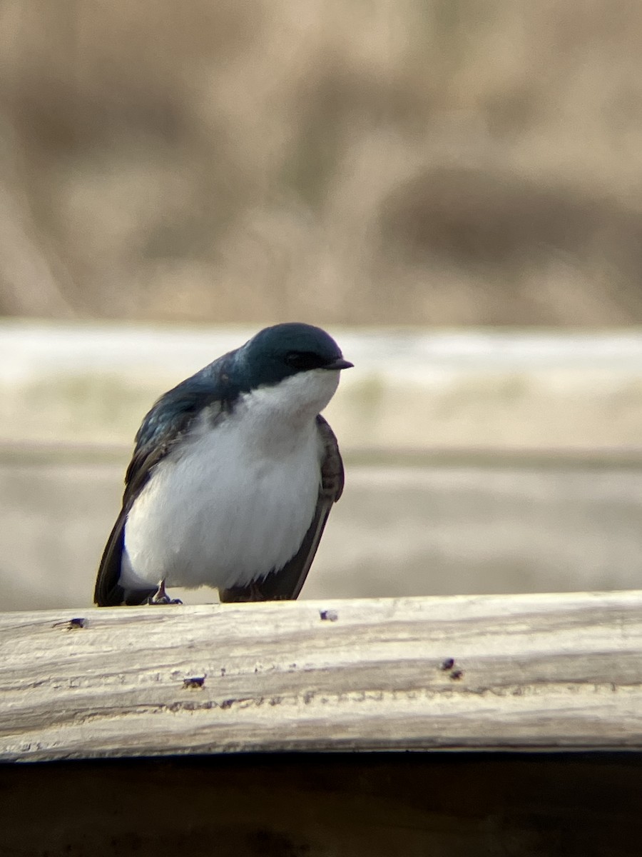 Tree Swallow - ML634315487