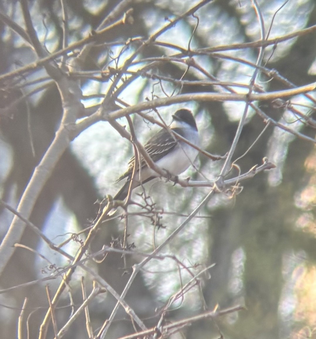 Eastern Kingbird - ML634315565