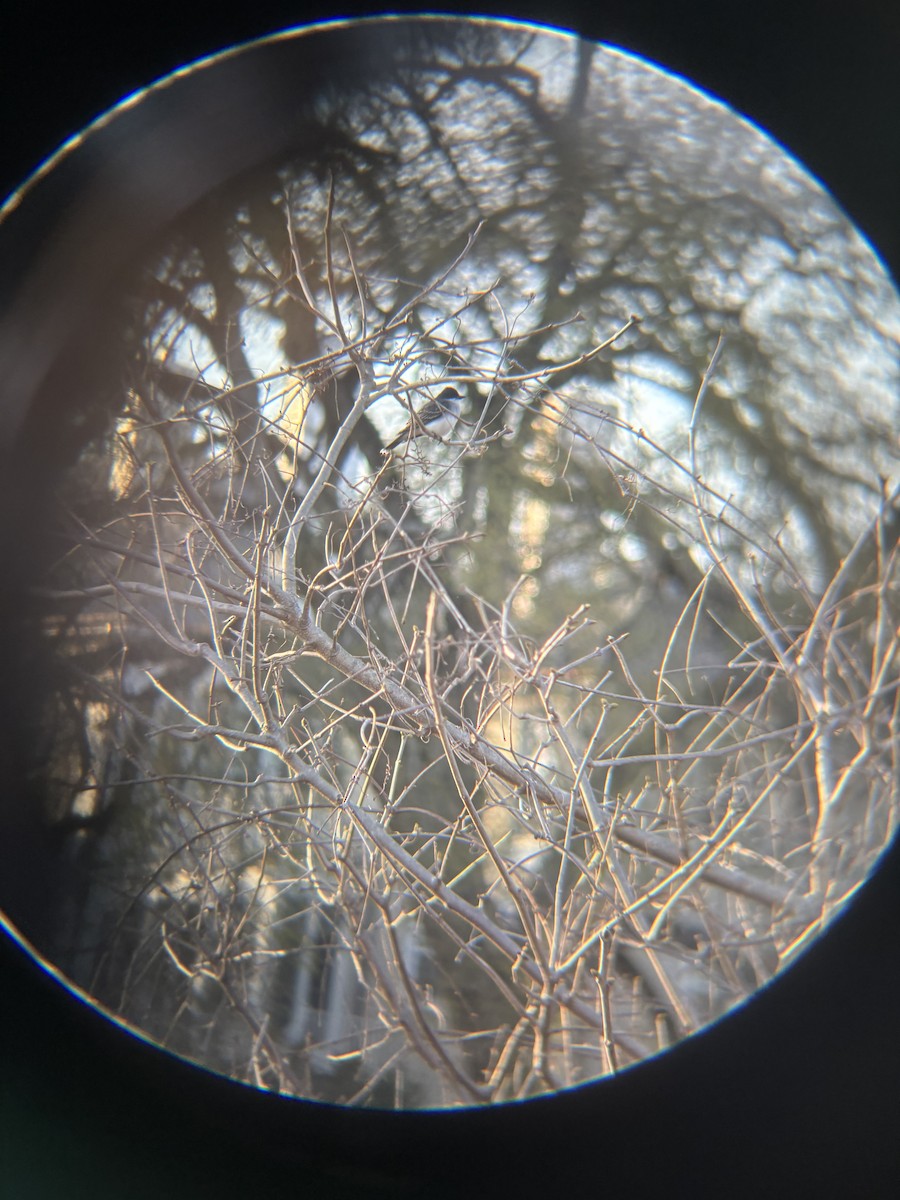 Eastern Kingbird - ML634315601