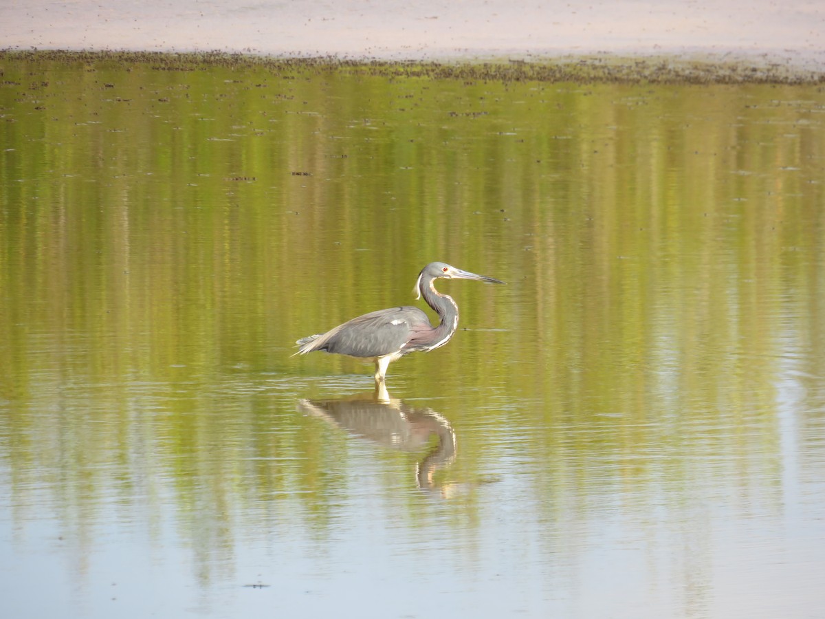 Tricolored Heron - ML634315725