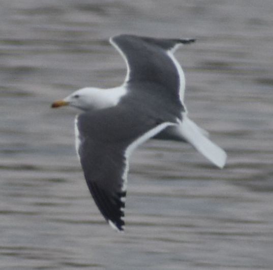 Lesser Black-backed Gull - ML634315845