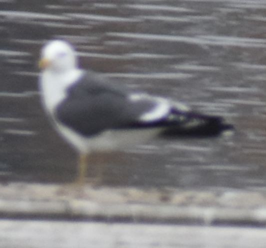 Lesser Black-backed Gull - ML634315869