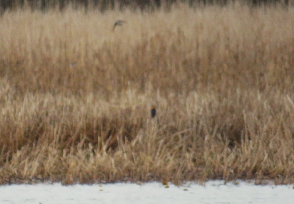 Yellow-headed Blackbird - ML634315897