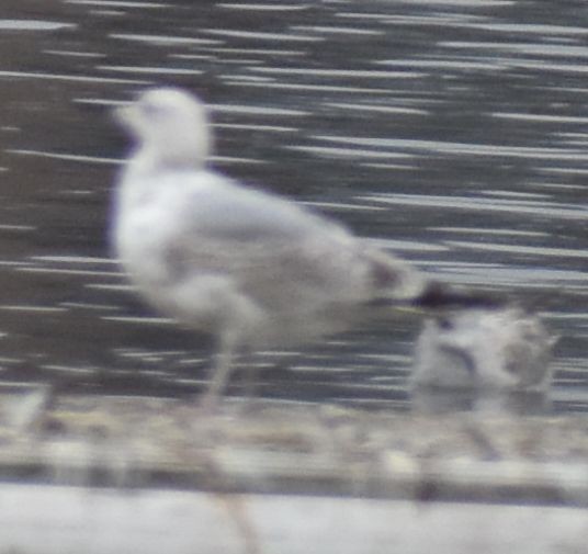 European Herring Gull - ML634315901