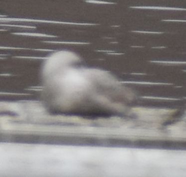Larus sp. - ML634315919