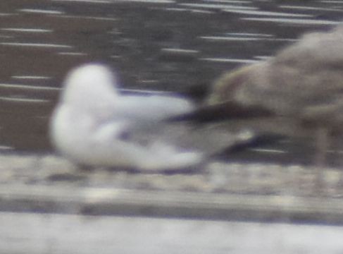 Larus sp. - ML634315920