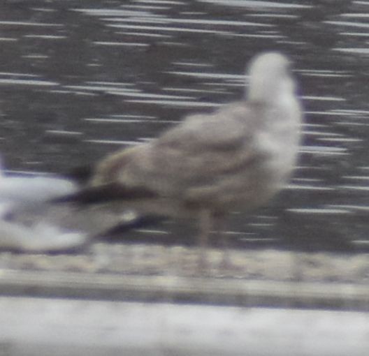 Larus sp. - ML634315921