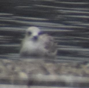 Larus sp. - ML634315922