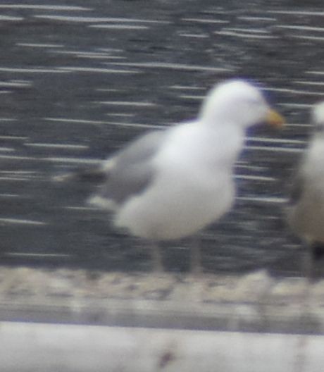 European Herring Gull - ML634315924
