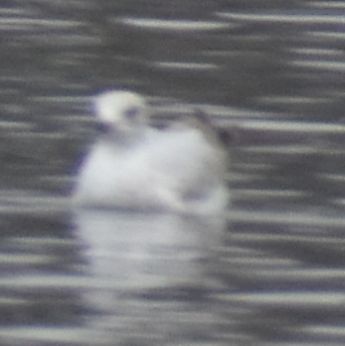 Larus sp. - ML634315946