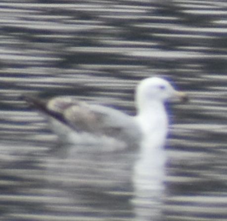 European Herring Gull - ML634315958