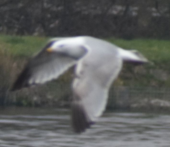 European Herring Gull - ML634315959