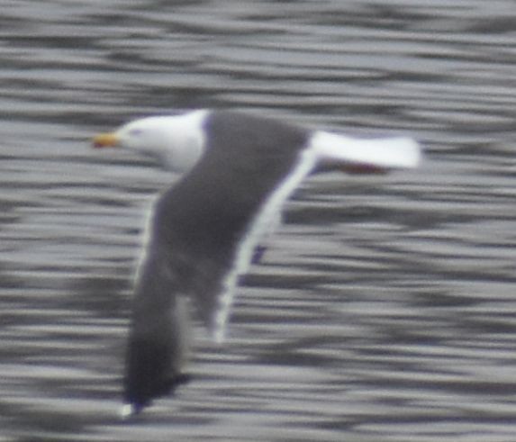 Lesser Black-backed Gull - ML634315963