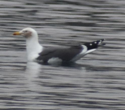 Lesser Black-backed Gull - ML634315964