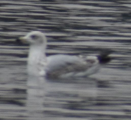 European Herring Gull - ML634315977